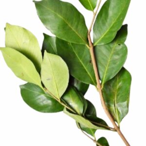 Daun Salam
