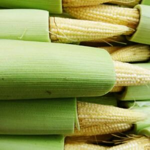 Jagung putren