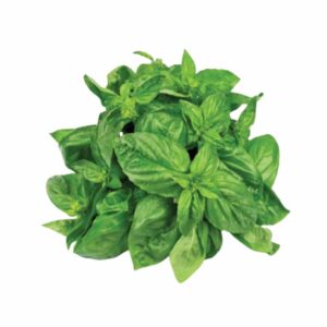 Daun Kemangi